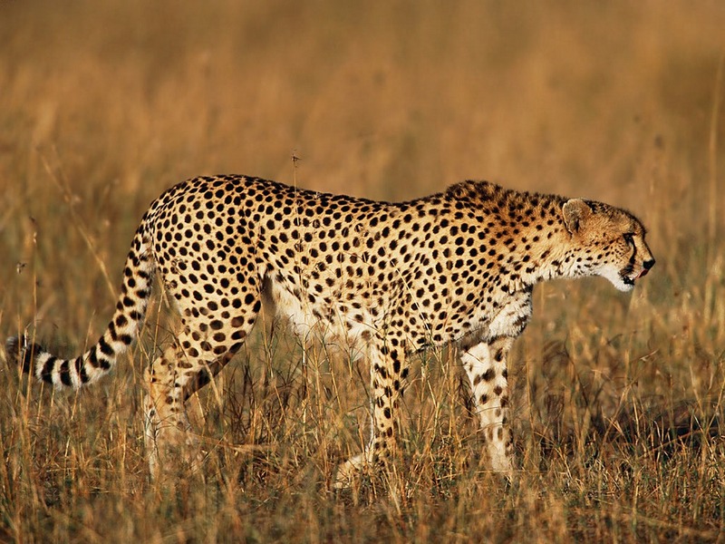 Screen Themes - Big Cats - Cheetah in Grass; DISPLAY FULL IMAGE.