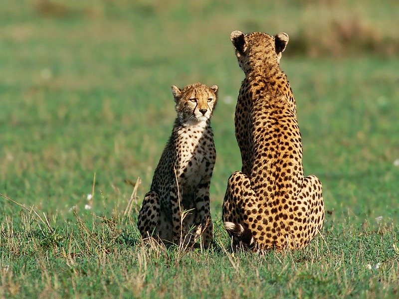 Screen Themes - Big Cats - Cheetah Mother & Cub; DISPLAY FULL IMAGE.
