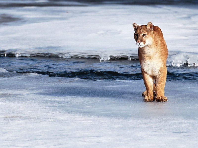 Screen Themes - Big Cats - Cougar by Icy Stream; DISPLAY FULL IMAGE.