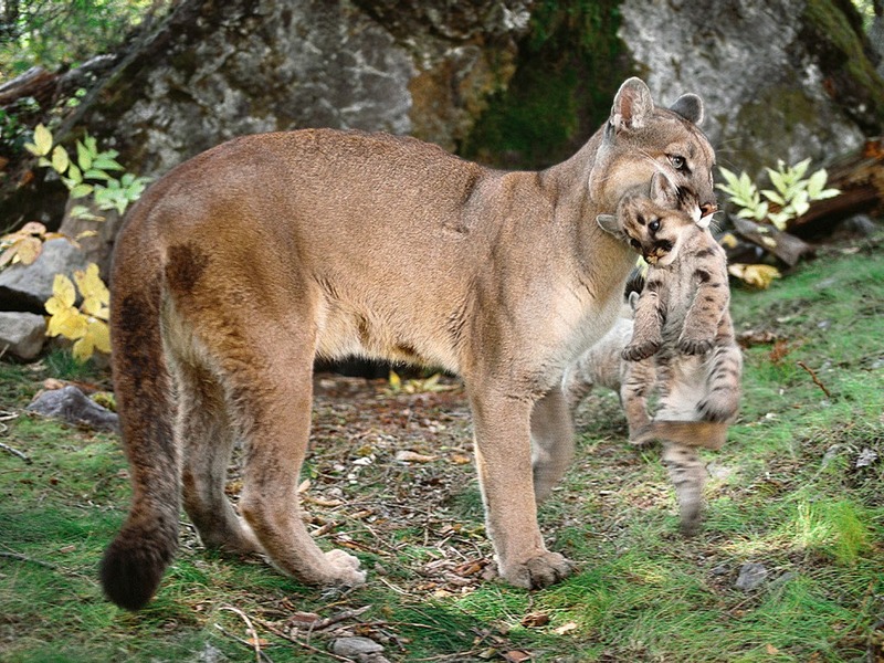 Screen Themes - Big Cats - Cougar Carrying Cub; DISPLAY FULL IMAGE.