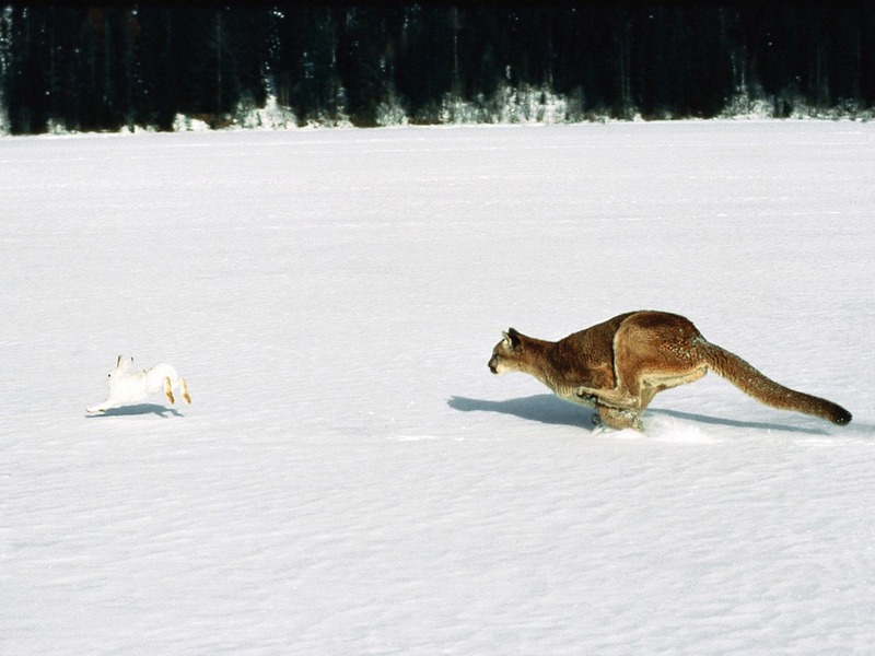 Screen Themes - Big Cats - Cougar Chasing Rabbit; DISPLAY FULL IMAGE.