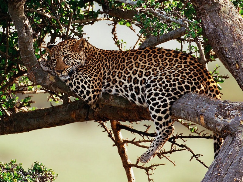 Screen Themes - Big Cats - Leopard in Tree; DISPLAY FULL IMAGE.