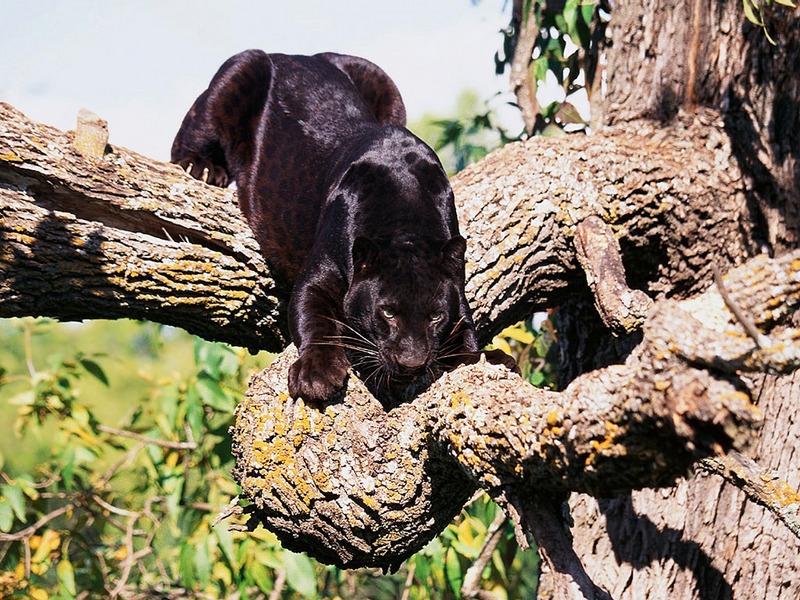 Screen Themes - Big Cats - Panther in Tree; DISPLAY FULL IMAGE.