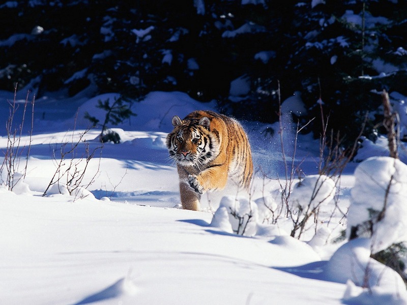 Screen Themes - Big Cats - Siberian Tiger; DISPLAY FULL IMAGE.