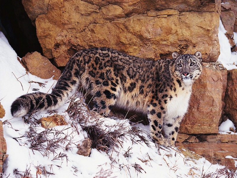 Screen Themes - Big Cats - Snow Leopard; DISPLAY FULL IMAGE.