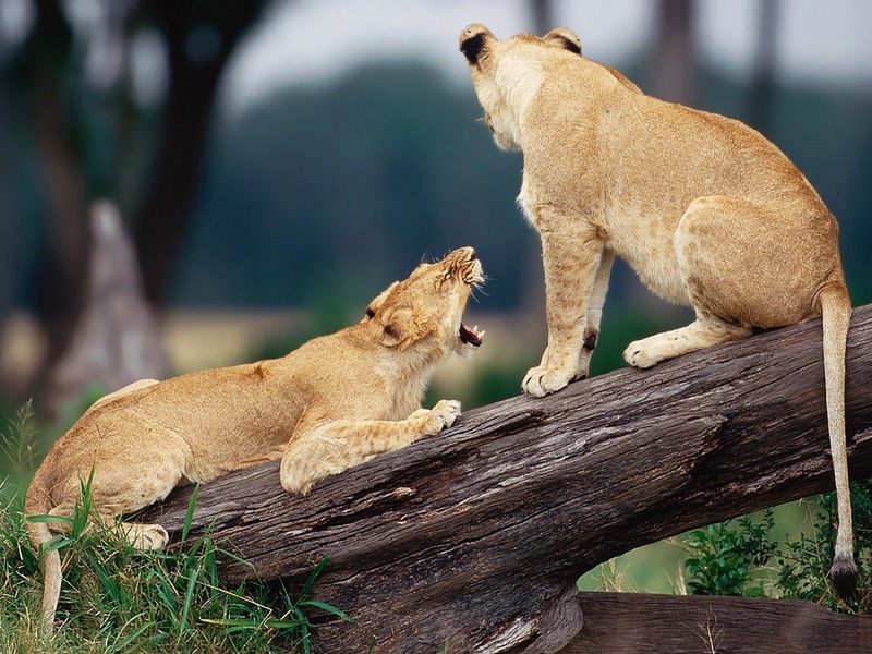 Screen Themes - Big Cats - Young Lions on Trunk; DISPLAY FULL IMAGE.