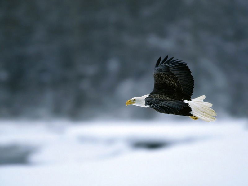 Screen Themes - Birds of Prey - Bald Eagle in Flight; DISPLAY FULL IMAGE.