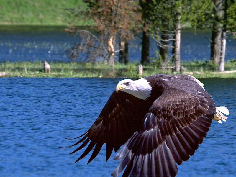 Screen Themes - Birds of Prey - Bald Eagle Over Lake; DISPLAY FULL IMAGE.
