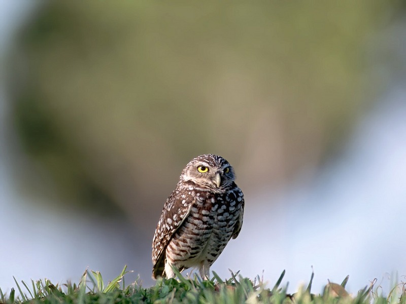 Screen Themes - Birds of Prey - Burrowing Owl; DISPLAY FULL IMAGE.