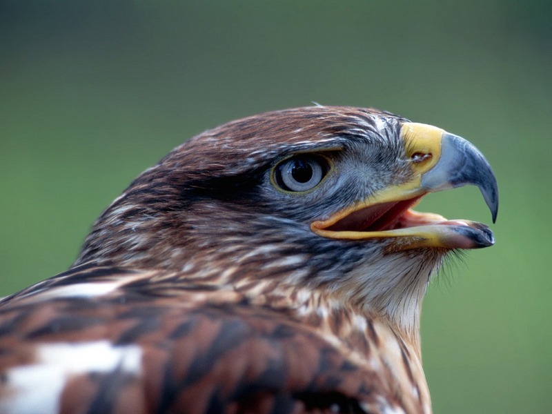 Screen Themes - Birds of Prey - Ferruginous Hawk Profile; DISPLAY FULL IMAGE.