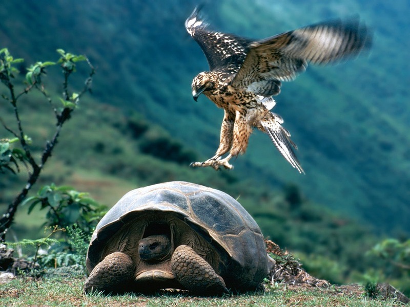 Screen Themes - Birds of Prey - Galapagos Hawk & Giant Turtle; DISPLAY FULL IMAGE.