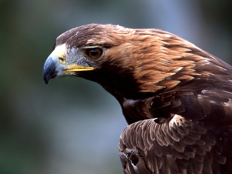 Screen Themes - Birds of Prey - Golden Eagle; DISPLAY FULL IMAGE.