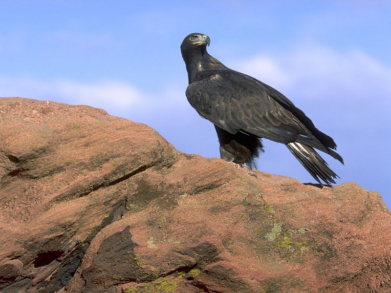 Screen Themes - Birds of Prey - Golden Eagle on a Rock; DISPLAY FULL IMAGE.