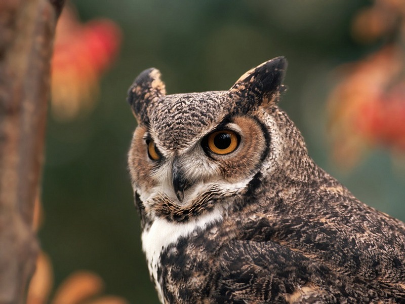 Screen Themes - Birds of Prey - Great Horned Owl; DISPLAY FULL IMAGE.