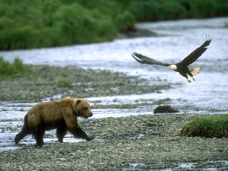 Screen Themes - Birds of Prey - Grizzly Bear & Bald Eagle; DISPLAY FULL IMAGE.