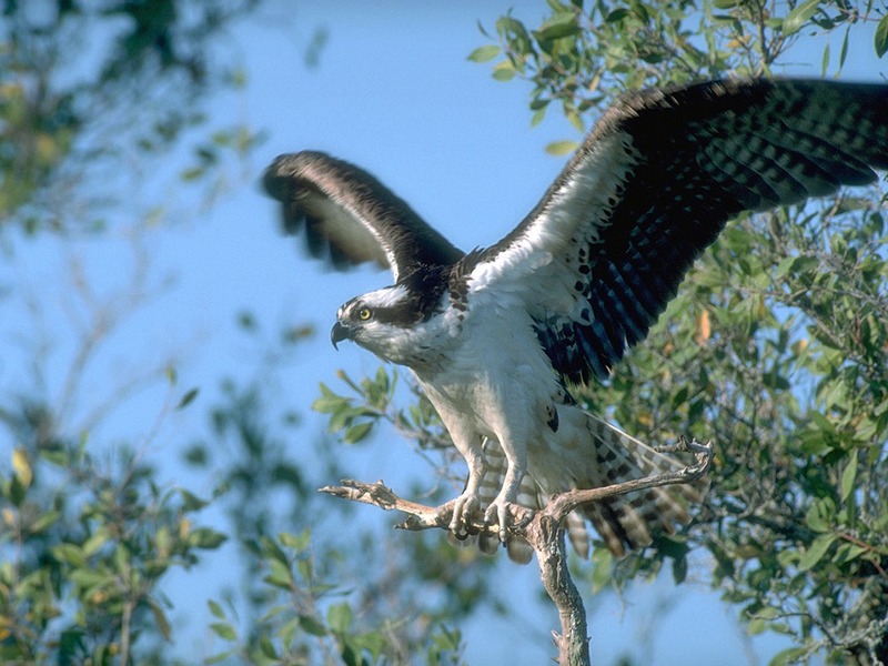 Screen Themes - Birds of Prey - Osprey Extending Wings; DISPLAY FULL IMAGE.