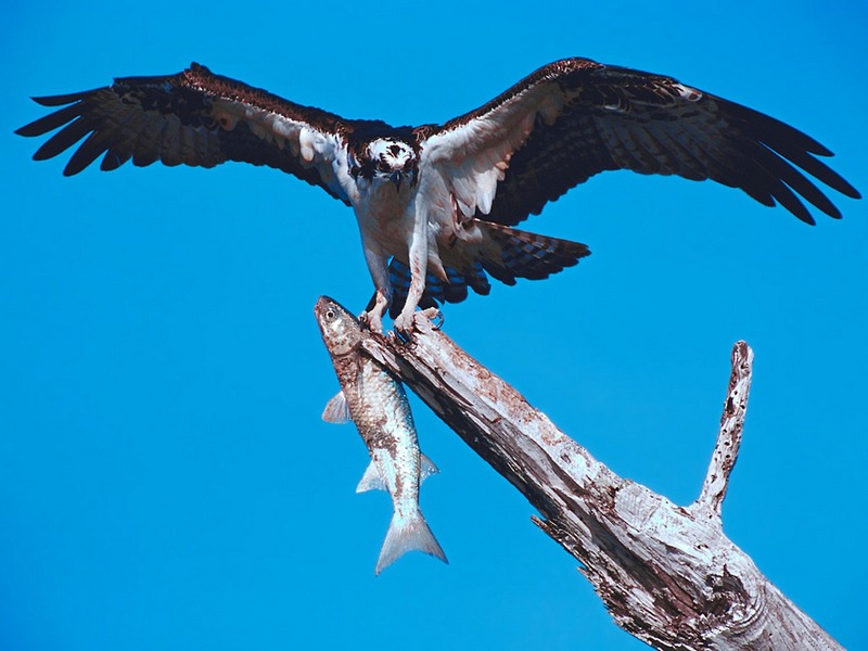 Screen Themes - Birds of Prey - Osprey with Fish; DISPLAY FULL IMAGE.