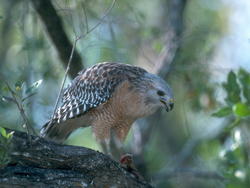 Screen Themes - Birds of Prey - Red-Shouldered Hawk; DISPLAY FULL IMAGE.