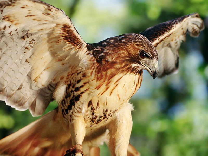Screen Themes - Birds of Prey - Red-Tailed Hawk; DISPLAY FULL IMAGE.