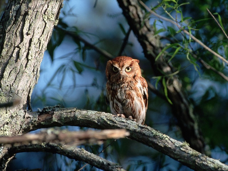 Screen Themes - Birds of Prey - Screech Owl in Tree; DISPLAY FULL IMAGE.