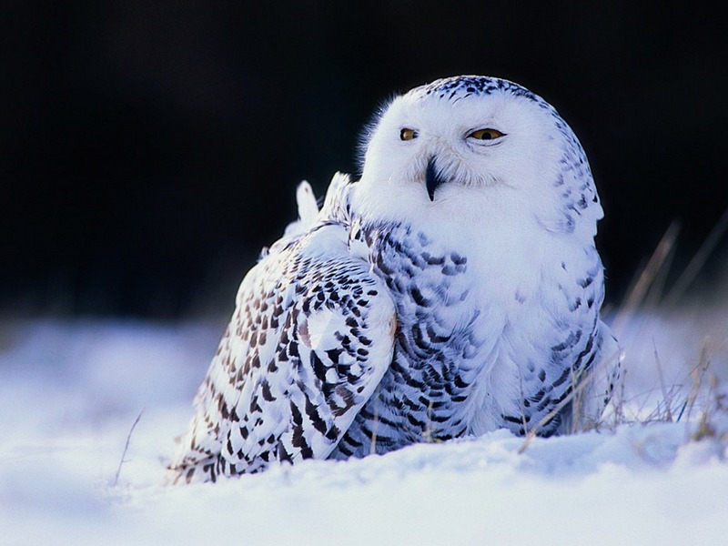 Screen Themes - Birds of Prey - Snowy Owl; DISPLAY FULL IMAGE.