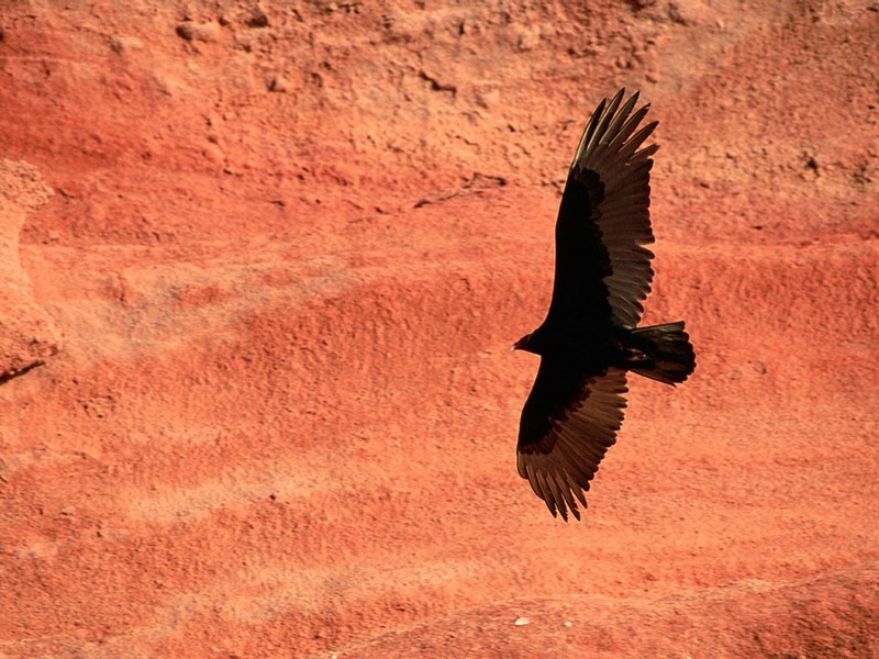 Screen Themes - Birds of Prey - Turkey Vulture; DISPLAY FULL IMAGE.
