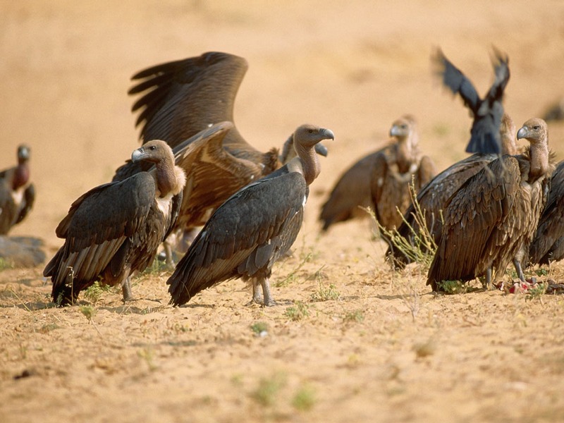 Screen Themes - Birds of Prey - Indian White-rumped Vultures in Pushkar; DISPLAY FULL IMAGE.