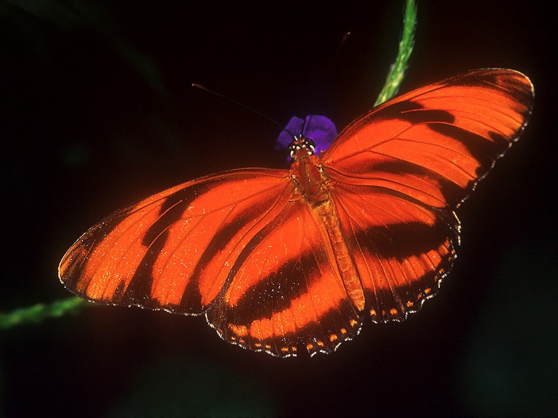 Screen Themes - Butterflies - Banded Orange Butterfly; DISPLAY FULL IMAGE.