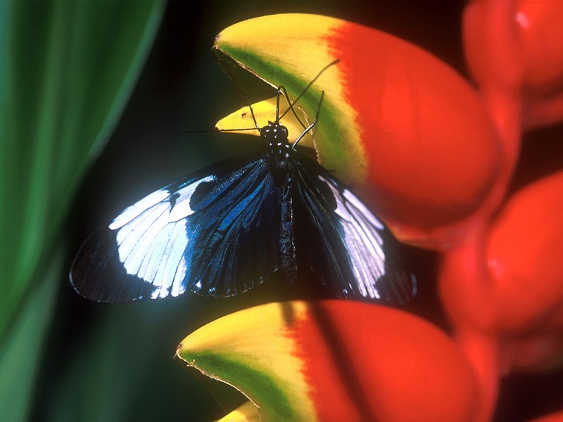 Screen Themes - Butterflies - Blue & White Longwing Butterfly; DISPLAY FULL IMAGE.