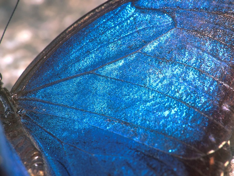 Screen Themes - Butterflies - Blue Morpho Butterfly; DISPLAY FULL IMAGE.