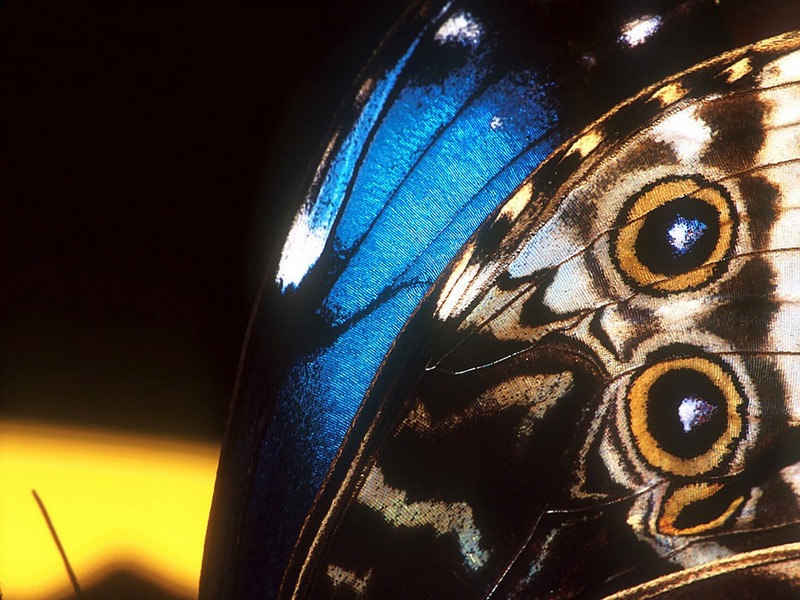 Screen Themes - Butterflies - Blue Morpho Butterfly Wings; DISPLAY FULL IMAGE.