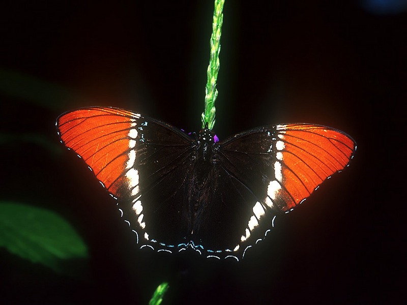 Screen Themes - Butterflies - Brown Siproeta Butterfly; DISPLAY FULL IMAGE.