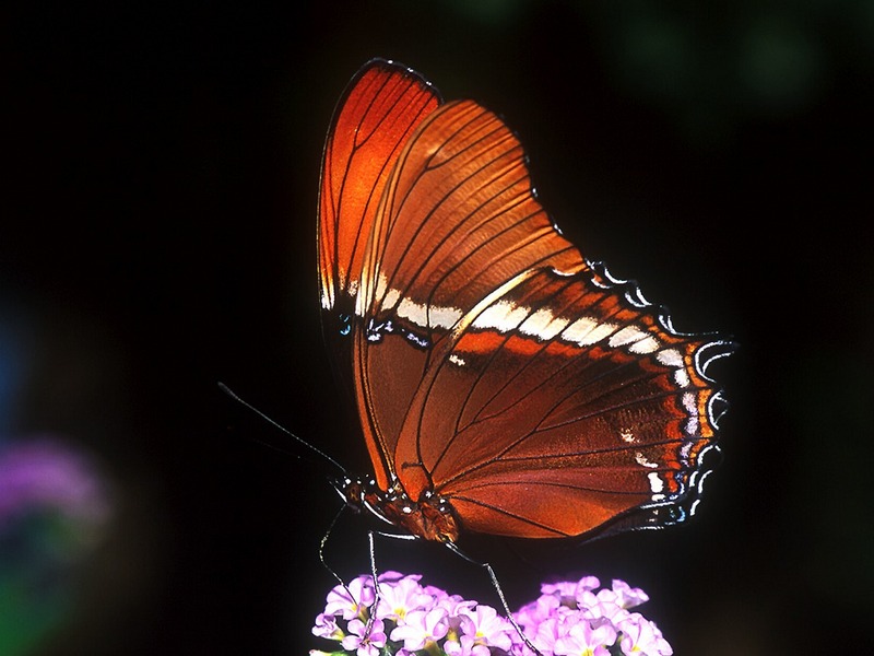 Screen Themes - Butterflies - Brown Siproeta Butterfly & Flowers; DISPLAY FULL IMAGE.