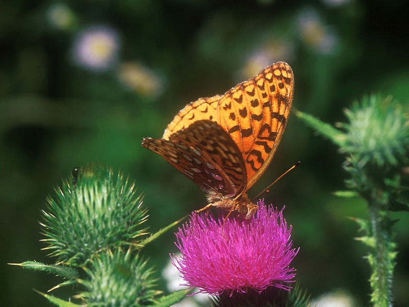 Screen Themes - Butterflies - Great Spangled Fritillary Butterfly; DISPLAY FULL IMAGE.