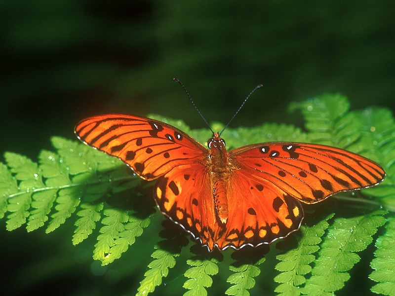 Screen Themes - Butterflies - Gulf Fritillary Butterfly; DISPLAY FULL IMAGE.