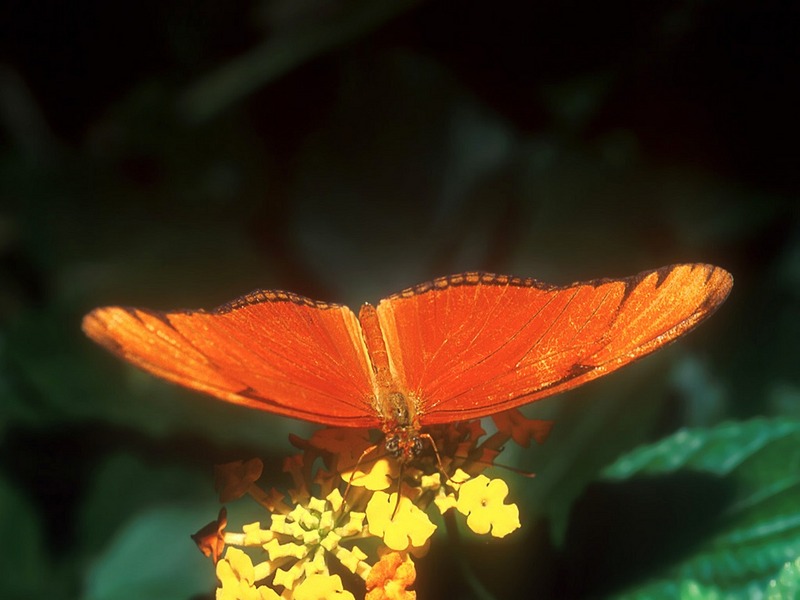 Screen Themes - Butterflies - Julia Butterfly; DISPLAY FULL IMAGE.