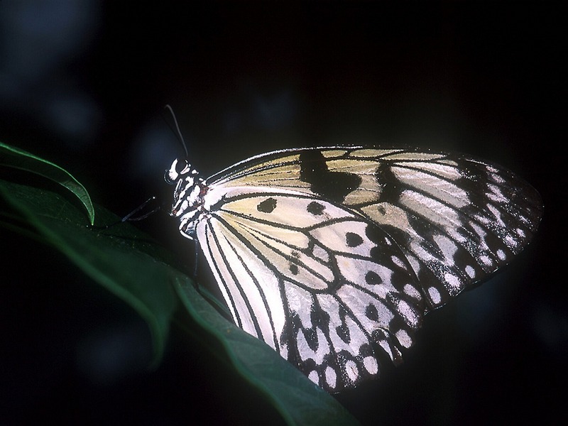 Screen Themes - Butterflies - Large Tree Nymph Butterfly; DISPLAY FULL IMAGE.