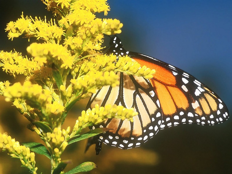 Screen Themes - Butterflies - Monarch Butterfly; DISPLAY FULL IMAGE.