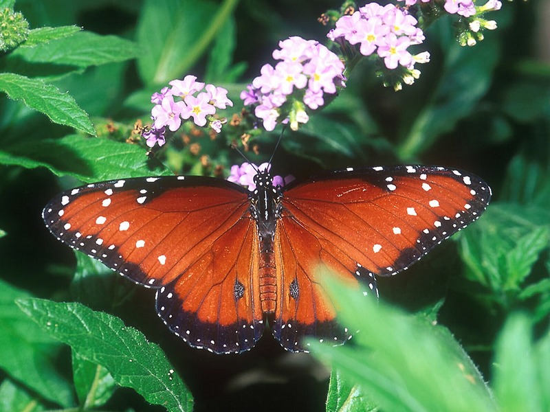 Screen Themes - Butterflies - Queen Butterfly; DISPLAY FULL IMAGE.