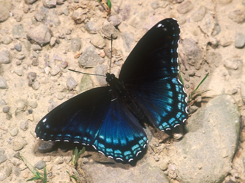 Screen Themes - Butterflies - Red Spotted Purple Butterfly; DISPLAY FULL IMAGE.