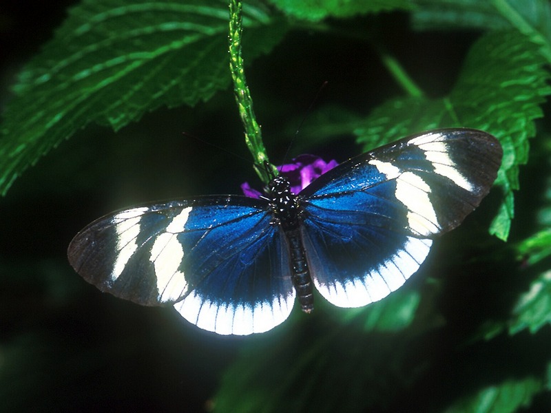 Screen Themes - Butterflies - Sara Longwing Butterfly; DISPLAY FULL IMAGE.