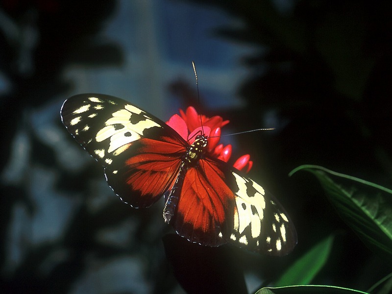 Screen Themes - Butterflies - Tiger Longwing Butterfly; DISPLAY FULL IMAGE.