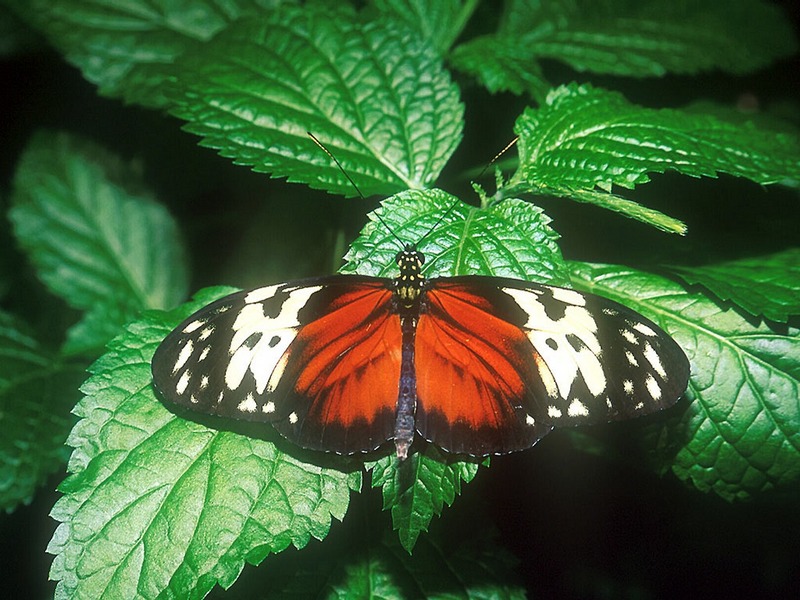 Screen Themes - Butterflies - Tiger Longwing Butterfly & Leaves; DISPLAY FULL IMAGE.