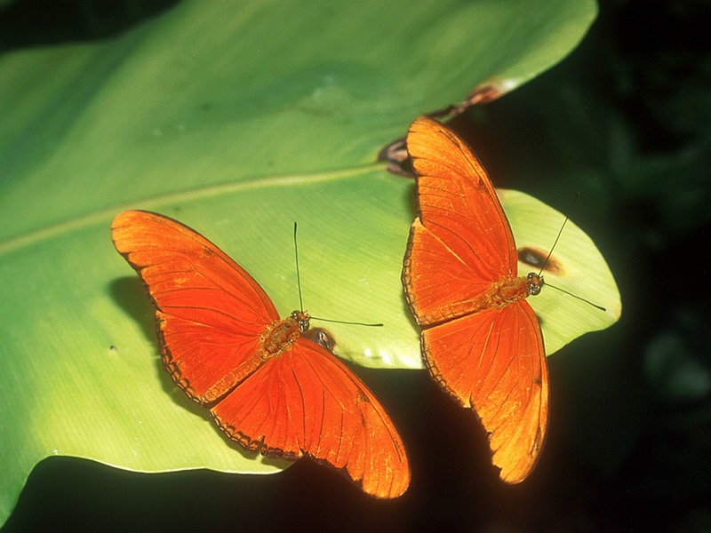 Screen Themes - Butterflies - Two Julia Butterfly; DISPLAY FULL IMAGE.