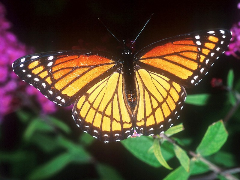 Screen Themes - Butterflies - Viceroy Butterfly; DISPLAY FULL IMAGE.