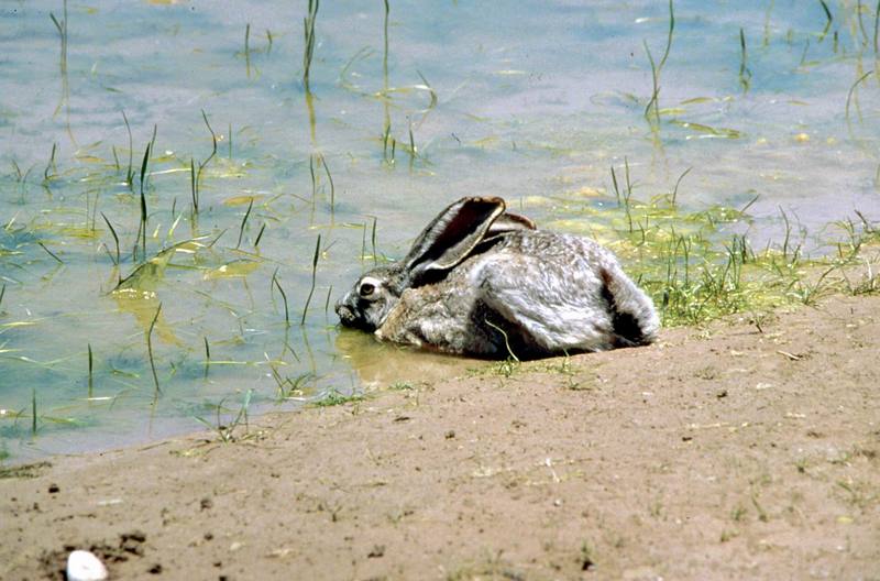 Jackrabbit in water (Lepus sp.) {!--아메리카멧토끼류-->; DISPLAY FULL IMAGE.