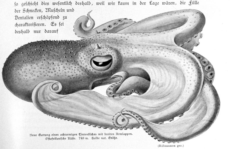 [Illust] Octopus {!--문어류-->; DISPLAY FULL IMAGE.