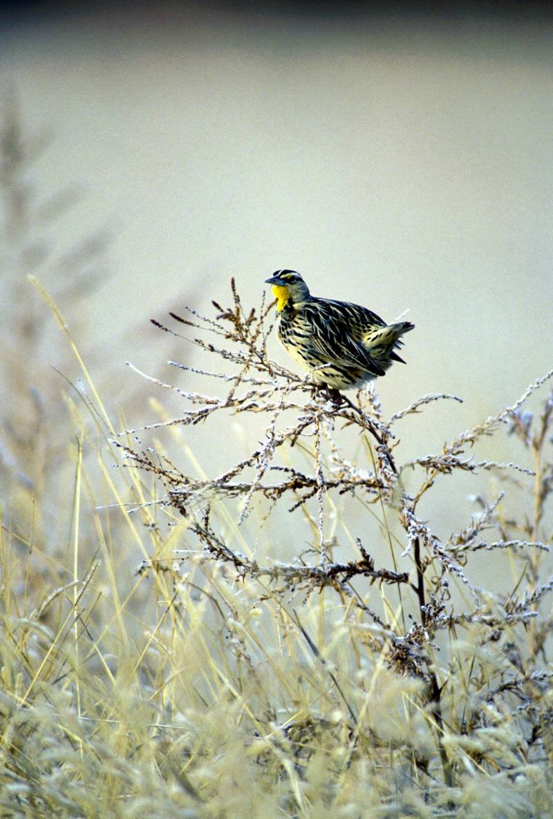 Western Meadowlark (Sturnella neglecta) {!--서부들종다리(북미)-->; DISPLAY FULL IMAGE.