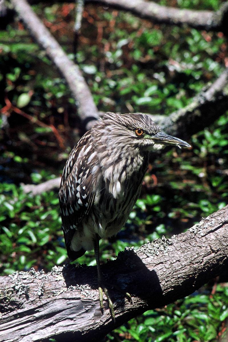 Young Black-crowned Night Heron (Nycticorax nycticorax) {!--해오라기-->; DISPLAY FULL IMAGE.