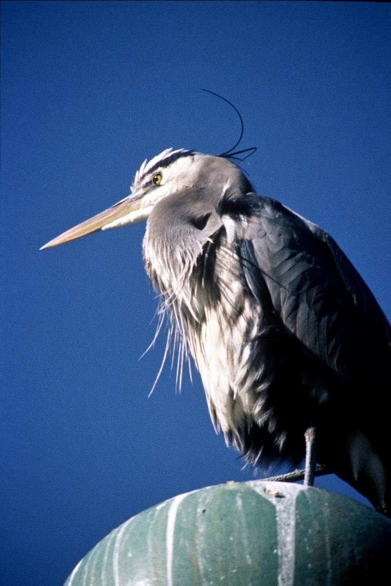 Great Blue Heron (Ardea herodias) {!--큰왜가리-->; DISPLAY FULL IMAGE.